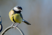 Koolmees / Great Tit (Parus major)