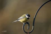 Koolmees / Great Tit (Parus major)