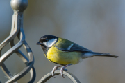 Koolmees / Great Tit (Parus major)