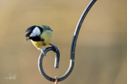 Koolmees / Great Tit (Parus major)