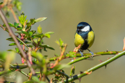 Koolmees / Great Tit (Parus major)