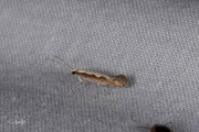 Koolmotje / Diamond-back Moth (Plutella xylostella), micro