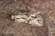 Kromzitter / The Sprawler (Asteroscopus sphinx)