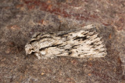 Kromzitter / The Sprawler (Asteroscopus sphinx)