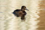 Kuifeend / Tufted Duck (Aythya fuligula)