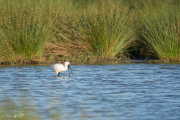 Lepelaar / Eurasian Spoonbill (Platalea leucorodia)