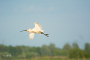 Lepelaar / Eurasian Spoonbill (Platalea leucorodia)