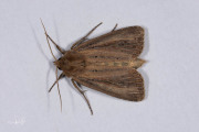 Lisdoddeboorder / Bulrush Wainscot (Nonagria typhae)