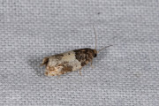 Loofboombladroller / Common Cloaked Shoot (Gypsonoma dealbana), micro