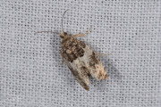 Loofboombladroller / Common Cloaked Shoot (Gypsonoma dealbana), micro