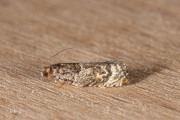 Loofboombladroller / Common Cloaked Shoot (Gypsonoma dealbana), micro