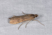 Luipaardlichtmot / Rush Veneer (Nomophila noctuella), micro