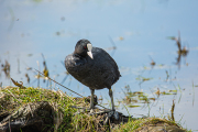 Meerkoet / Common Coot (Fulica atra)