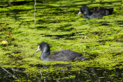 Meerkoet / Common Coot (Fulica atra)