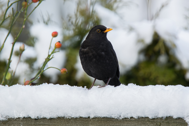 Merel / Common Blackbird (Turdus merula)