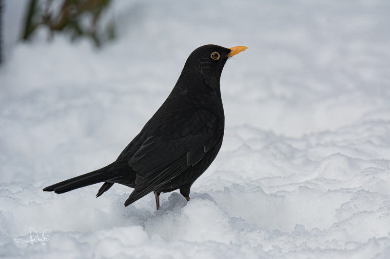 Merel / Common Blackbird (Turdus merula)