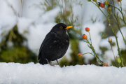 Merel / Common Blackbird (Turdus merula)