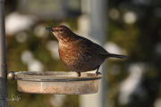 Merel / Common Blackbird (Turdus merula)