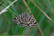 Mi-vlinder - Mother Shipton (Euclidia mi)