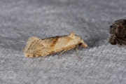 Moerasbladroller / Straw Conch (Cochylimorpha straminea), micro