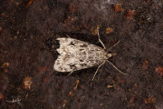 Nazomergranietmot (Eudonia truncicolella), micro