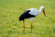 Ooievaar / White Stork (Ciconia ciconia)