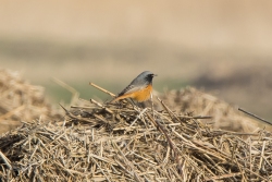 Oosterse zwarte roodstaart / Eastern Black Redstart (Phoenicurus ochruros phoenicuroides)