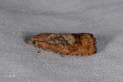 Oranje eikenbladroller / Rusty Oak Moth (Cydia amplana), micro