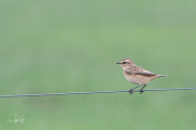 Paapje / Whinchat (Saxicola rubetra)