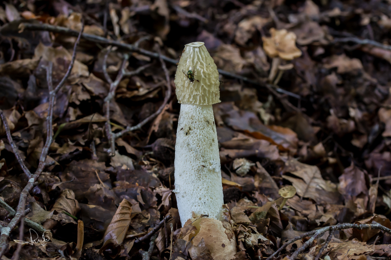 Grote stinkzwam (Common stinkhorn (Phallus impudicus)