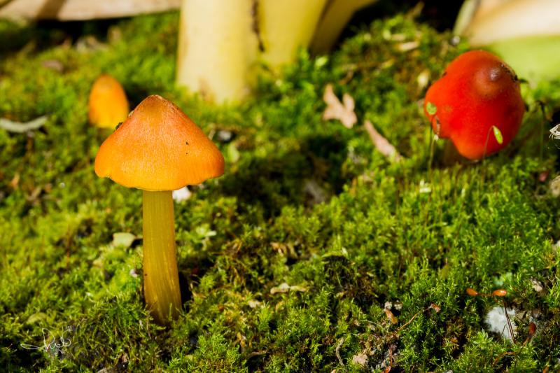 Zwartwordende wasplaat / Witch's hat (Hygrocybe conica)