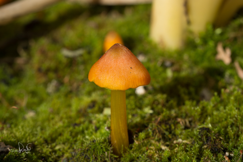 Zwartwordende wasplaat / Witch's hat (Hygrocybe conica)