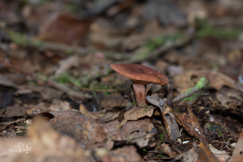 Kruidige melkzwam / Curry milkcap (Lactarius camphoratus)