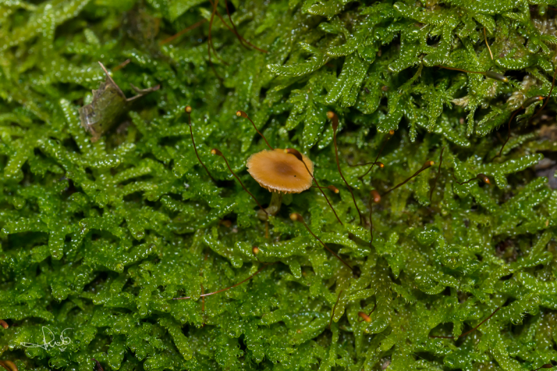 Oranjegeel trechtertje (Rickenella fibula)