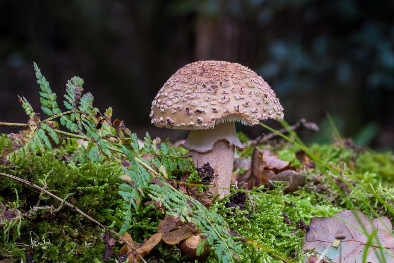 Parelamaniet / The Blusher (Amanita rubescens)