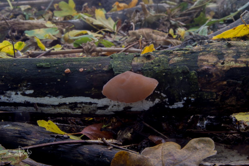 Echt judasoor / Jew's ear (Auricularia auricula-judae)