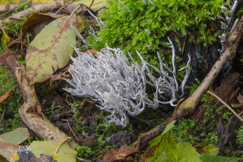 Geweizwam / Candlesnuff fungus (Xylaria hypoxylon)