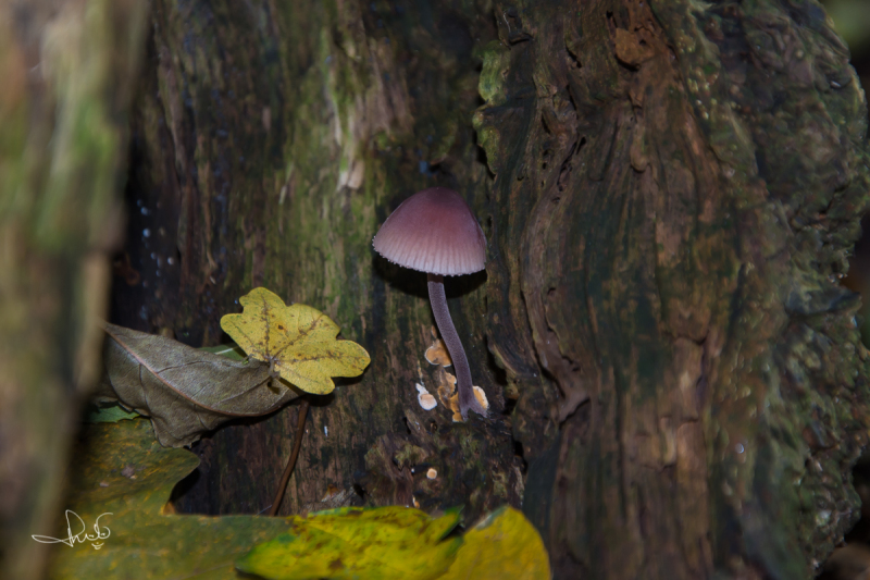 Grote bloedsteelmycena / Bleeding fairy helmet (Mycena haematopus)