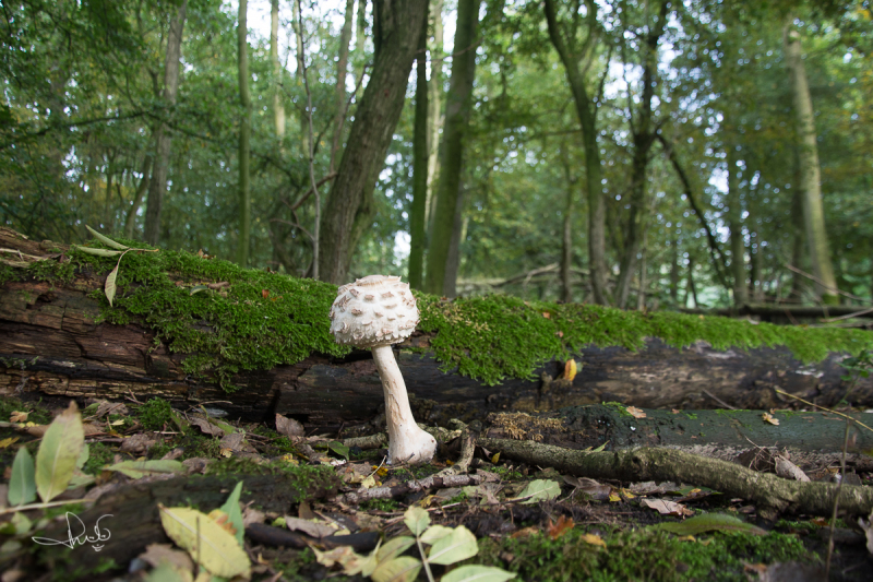 Knolparasolzwam / Shaggy parasol (Chlorophyllum rhacodes)