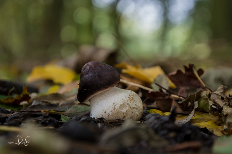 Knolparasolzwam / Shaggy parasol (Chlorophyllum rhacodes)