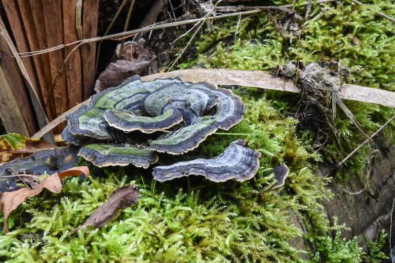 Gewoon elfenbankje / Turkey tail (Trametes versicolor)