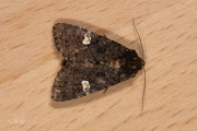 Perzikkruiduil / Dot Moth (Melanchra persicariae)
