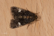 Perzikkruiduil / Dot Moth (Melanchra persicariae)