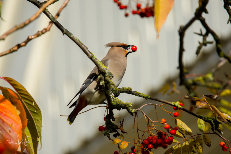 Pestvogel / Bohemian Waxwing (Bombycilla garrulus)