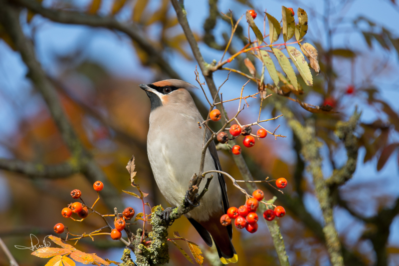 Pestvogel / Bohemian Waxwing (Bombycilla garrulus)