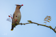 Pestvogel / Bohemian Waxwing (Bombycilla garrulus)