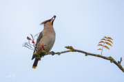 Pestvogel / Bohemian Waxwing (Bombycilla garrulus)