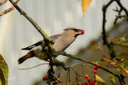 Pestvogel / Bohemian Waxwing (Bombycilla garrulus)