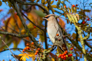 Pestvogel / Bohemian Waxwing (Bombycilla garrulus)