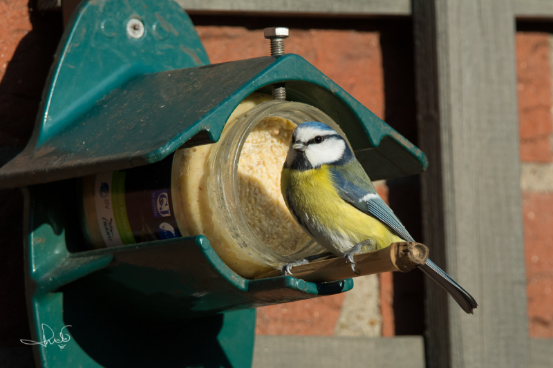 Pimpelmees / Bluetit (Cyanistes caeruleus)